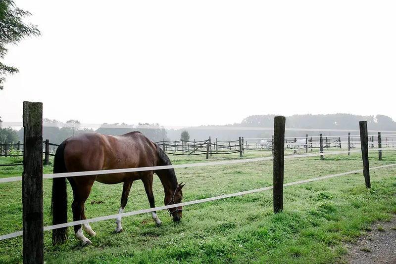 Impression aus dem Reitstall Pulheim