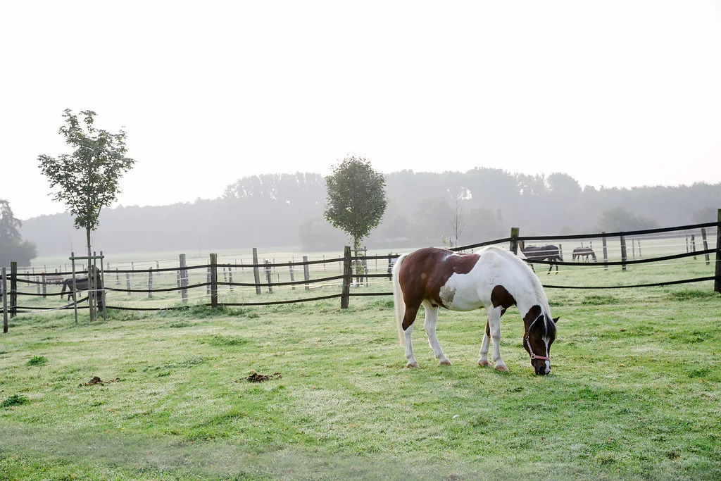 Pferd im Stall des Reitstalls Pulheim