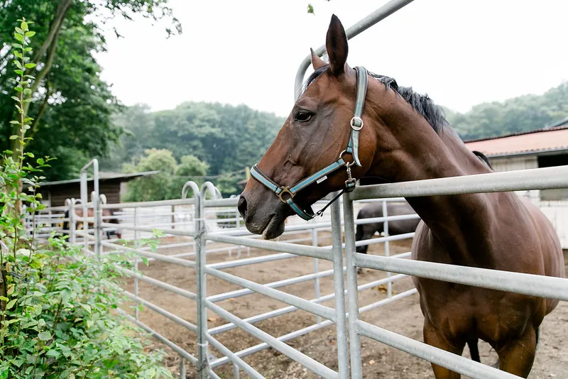 Impression aus dem Reitstall Pulheim