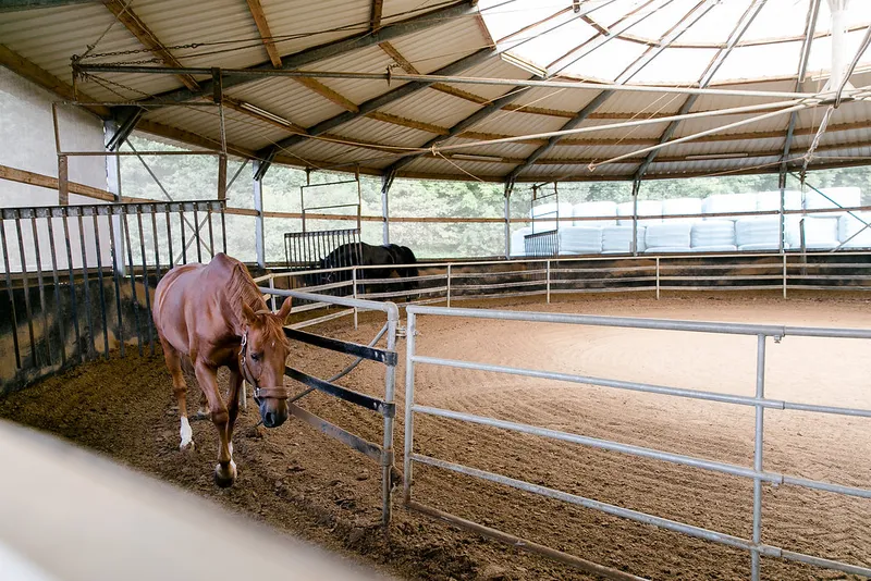 Impression aus dem Reitstall Pulheim