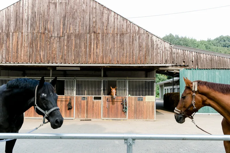 Impression aus dem Reitstall Pulheim